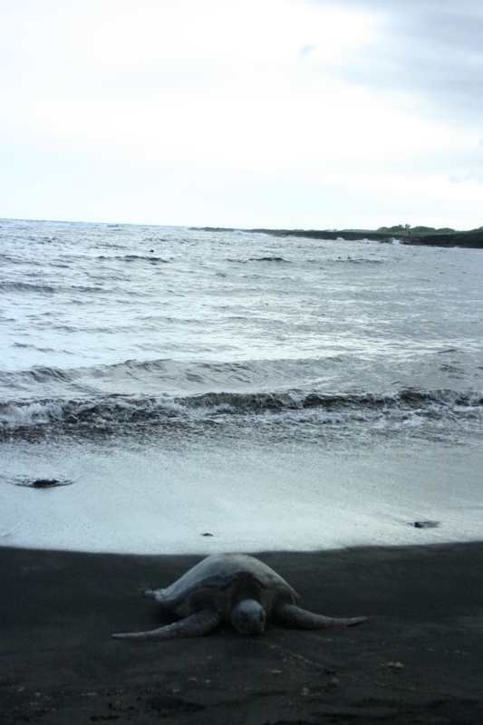photo of sea turtle on black sand beach